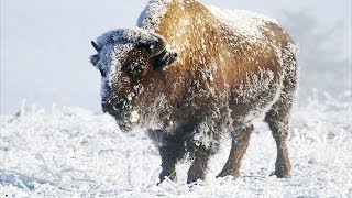 Yellowstone In Winter HD [upl. by Inajna]