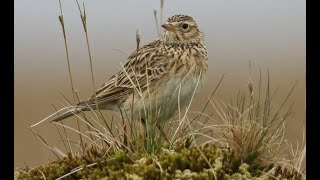 Skylark 1h bird sound [upl. by Zorah]