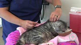 How to Give Subcutaneous Fluids to Your Cat at Home [upl. by Kareem103]