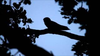 Nightjar calling [upl. by Edras]