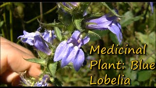 Blue Lobelia Identification [upl. by Seale195]