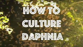 How To Culture Daphnia Magna [upl. by Colbye895]