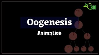 Oogenesis Animation [upl. by Irolam]