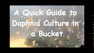 How to culture daphnia outside [upl. by Krum]