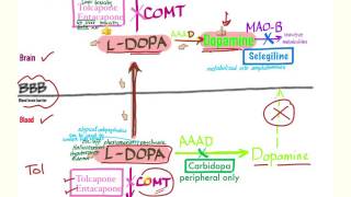 Parkinson’s Pharmacology  Neurology [upl. by Jania]