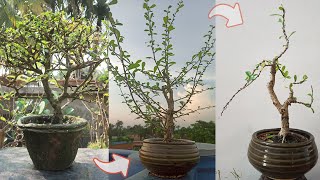 Carmona Microphylla Bonsai  How to trim Fukien Tea [upl. by Vinnie431]