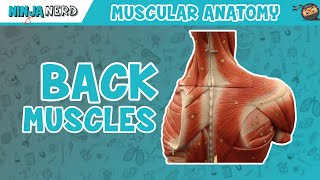 Muscles of the Back  Anatomy Model [upl. by Azial]