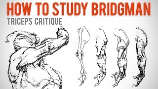 How to Study Bridgman  Student Anatomy Critique [upl. by Arimat627]