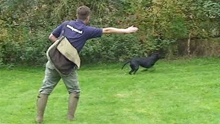 Gundog training Teaching directions [upl. by Nosduj]