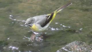 Grey Wagtail  Motacilla cinerea  British Birds UK [upl. by Leora738]