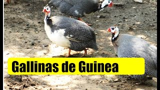 GALLINAS DE GUINEA GALLINETAS GALLINA GRIS [upl. by Ogdan]