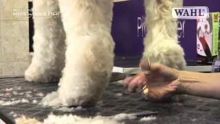 Grooming Guide  Labradoodle  Pro Groomer [upl. by Arlyn]