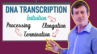 DNA Transcription Made EASY  Part 1 Initiation 🐣 [upl. by Atselec]