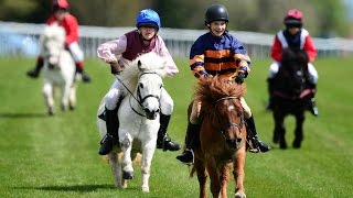 Shetland pony racing [upl. by Juan]