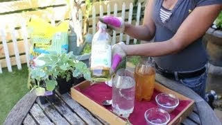 Natural Insecticides for a Vegetable Garden  Vegetable Gardening [upl. by Kipper188]