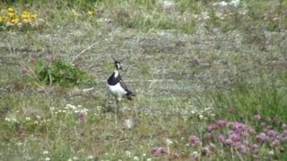 Northern Lapwing callingflyingmeets Hare [upl. by Taran12]