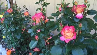 The Floribunda Rose Garden Today [upl. by Ennahgem]