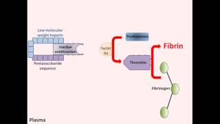 Heparin  Mechanism of Action [upl. by Maze]