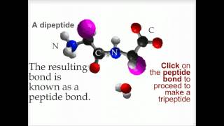 Peptide bond formation  Biofundamentals [upl. by Siugram479]