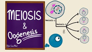 Introduction to Embryology  Fertilisation to Gastrulation Easy to Understand [upl. by Harwilll]