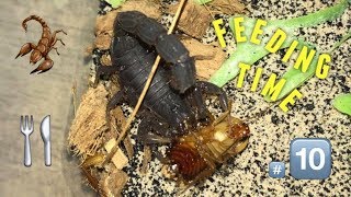 Scorpion feeding Video 10  AMBUSH  feat Hera [upl. by Masera146]