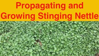 Propagating and Growing Stinging Nettle [upl. by Milicent]