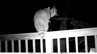 Raccoon vs harmlessly electrified bird feeder [upl. by Anuahsed819]