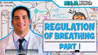 Respiratory  Regulation of Breathing Respiratory Centers Part 1 [upl. by Ransell372]