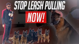 How To Use A Prong Collar To Train Your Dog [upl. by Hgielyak]