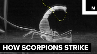 How scorpions sting [upl. by Fleece548]