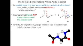 Lecture 2C  Amino Acids Peptide Bonds [upl. by Halimeda]