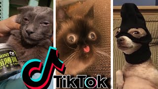 Funniest TikTok Dogs and Cats 52  Try Not to Laugh with TikTok Animals 2020  OnPets Sparkle [upl. by Nnylakcaj]