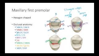 Dental Anatomy Premolars [upl. by Anihta]