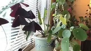 House Plant movement Time Lapse [upl. by Turmel300]