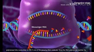 Transcription DNA to mRNA [upl. by Muraida321]