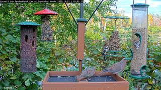 Immature Rosebreasted Grosbeak Shows Of His Pink Chest – Oct 1 2020 [upl. by Stanfield]