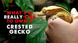 Owning A Crested Gecko  DAY IN THE LIFE [upl. by Aekin]