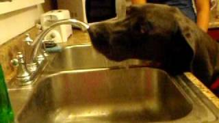 Zeek at the Sink [upl. by Jennine]