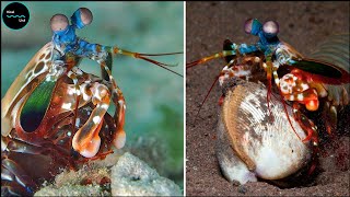 Punch Or A Bullet Mantis Shrimps Can Punch With The Force Of A Bullet Which Is Weird [upl. by Teews4]