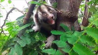 Rescued slow loris learns to climb a tree [upl. by Enilorak]