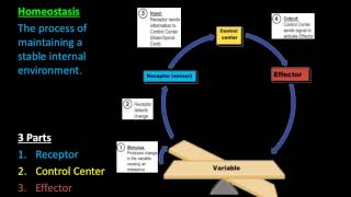 Homeostasis amp Feedback Mechanisms [upl. by Annibo]