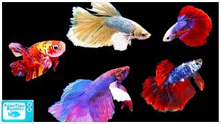 Betta Fish Care Guide Everything You Need to Know [upl. by Ahsaet230]