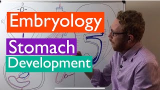 Stomach development  Embryology [upl. by Aylmar664]