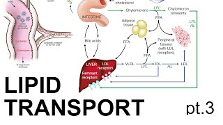 Lipid Transport Pt 3 [upl. by Euqinamod]