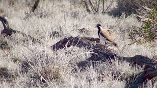 Banded Lapwing [upl. by Raeann]