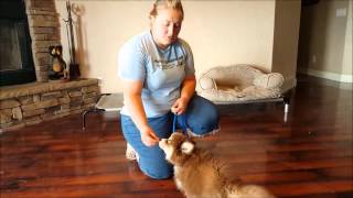 Pomsky Training  Sit Down Stay [upl. by Nevets]