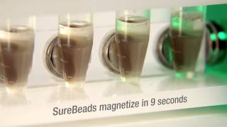 SureBeads™ Magnetic Bead System for Immunoprecipitation [upl. by Thurmann15]