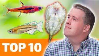 Top 10 Nano Fish for Freshwater Aquariums [upl. by Hill50]