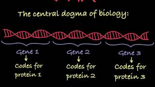 Introduction to Genetic Terminology [upl. by Pompea]