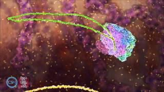 RNA Splicing [upl. by Aivek]